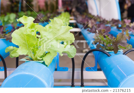 Organic hydroponic vegetable in greenhouse Organic hydroponic vegetable in greenhouse 21376215