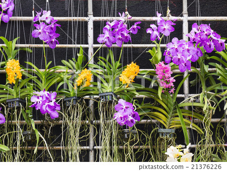 Purple Vanda orchid Purple Vanda orchid 21376226