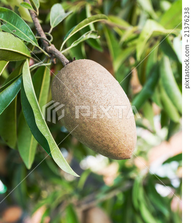 Sapodilla fruit Sapodilla fruit 21376238