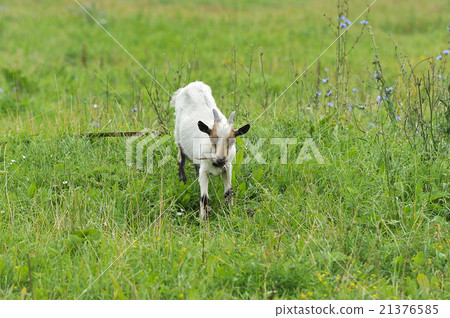 a young goat is grazing in the meadow 21376585