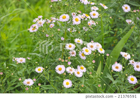 background of wildflowers background of wildflowers 21376591