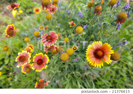 background of meadow flowers background of meadow flowers 21376615