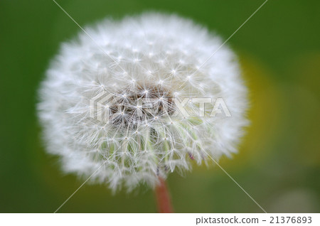 abstract background dandelion abstract background dandelion 21376893
