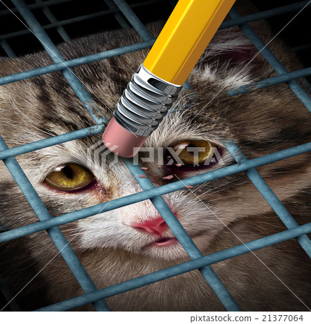 Animal Adoption 21377064