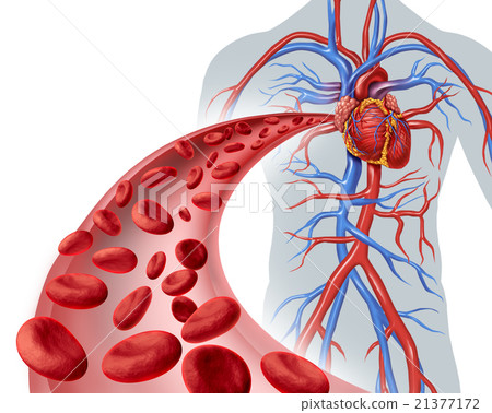 Blood Heart Circulation 21377172