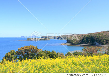 可以遠遠看到的豐後高田長崎鼻子油菜花田和姬島 21377393