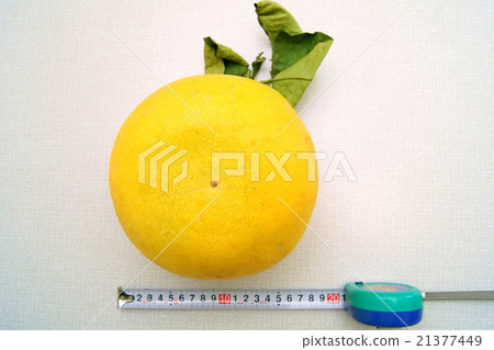 晚白米：Ban Paeuil 21377449