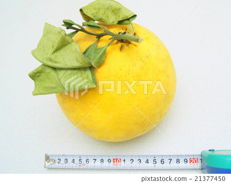 晚白米：Ban Paeuil 21377450