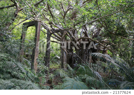 西表島煤礦遺址 西表島煤礦遺址 21377624