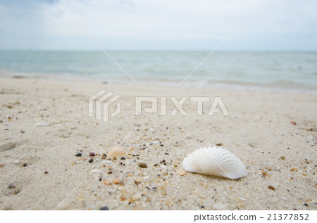 Small white shell on beach sand with blue sky. Small white shell on beach sand with blue sky. 21377852