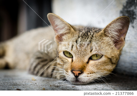 Cat Face Cat Face 21377866