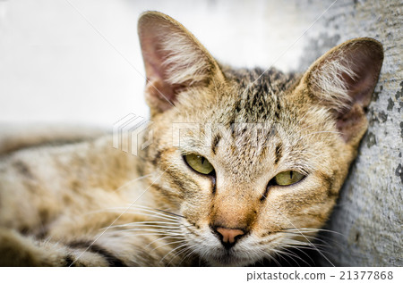 Cat Face Cat Face 21377868