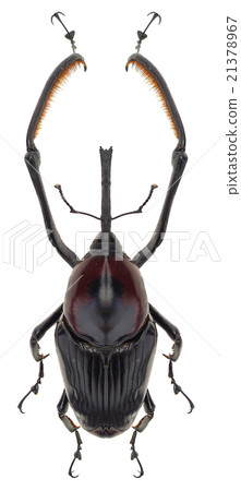 來自泰國的東方象鼻蟲 21378967