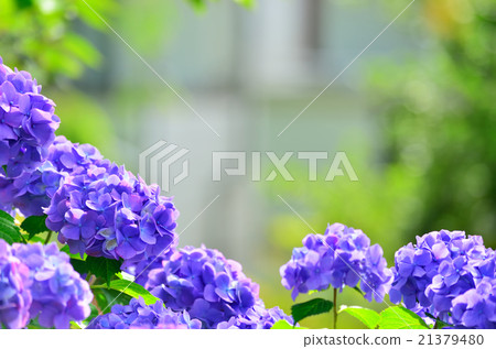 Hydrangea Hydrangea 21379480