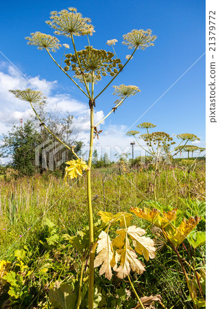 Cow parsnip or the toxic hogweed blossoms  21379772