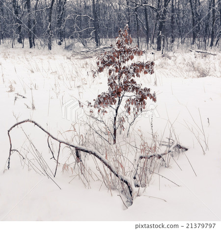 Lonely tree in snow Lonely tree in snow 21379797