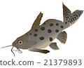 Catfish synodontis (Synodontis ocellifer) 21379893