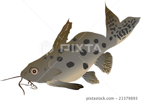 Catfish synodontis (Synodontis ocellifer) Catfish synodontis (Synodontis ocellifer) 21379893