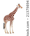 Giraffe (Giraffa camelopardalis) 21379894