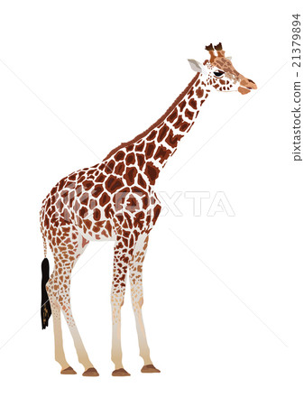 Giraffe (Giraffa camelopardalis) Giraffe (Giraffa camelopardalis) 21379894