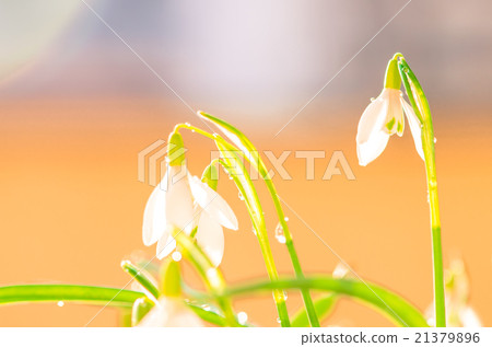snowdrop 21379896
