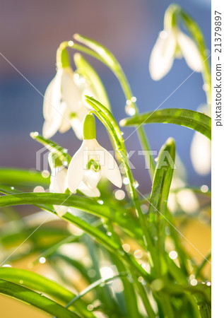 snowdrop 21379897