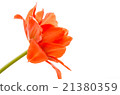 red tulip 21380359