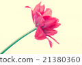 pink tulip 21380360