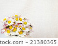 daisy 21380365