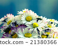 daisy 21380366