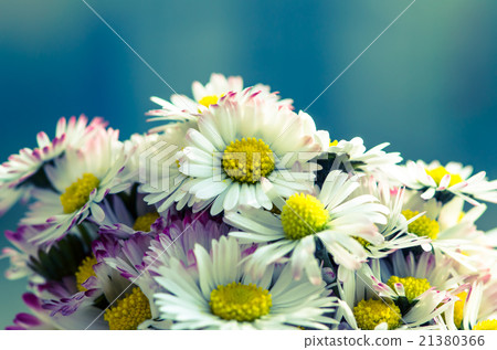 daisy 21380366