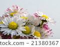 daisy 21380367