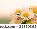 daisy 21380368