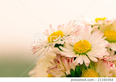 daisy 21380368