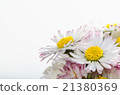 daisy 21380369