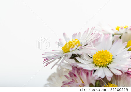 daisy daisy 21380369