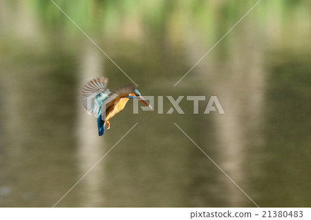 Kingfisher's hovering 21380483