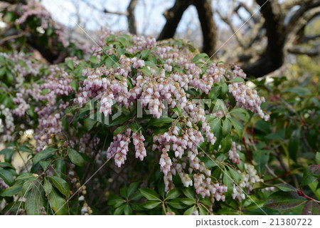 毛毛蟲樹 21380722