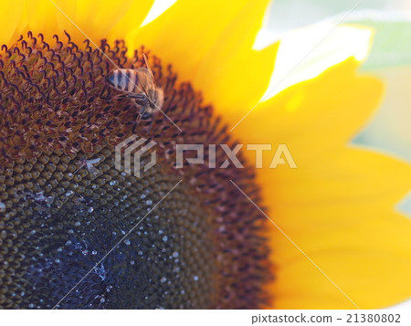 在向日葵的蜂生長蜂蜜在佐倉Furusato廣場在佐倉縣佐倉市 在向日葵的蜂生長蜂蜜在佐倉Furusato廣場在佐倉縣佐倉市 21380802