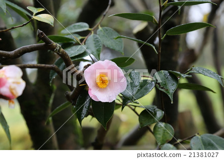 Camellia flower photo Camellia flower photo 21381027