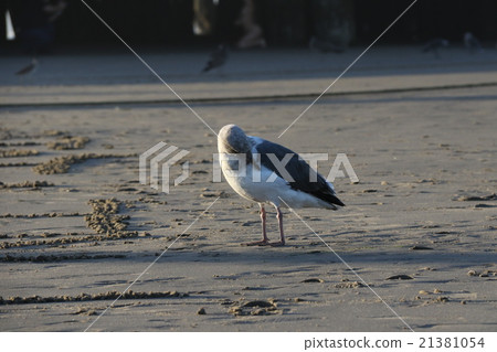 animal, animals, bird 21381054