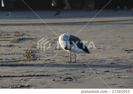 ocean, sea, the sea 21381055