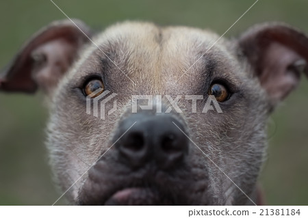 Funny portrait of a hairless dog on a green 21381184