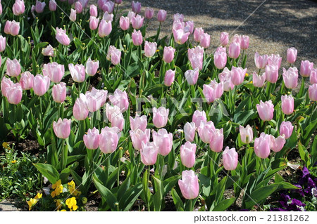 Middle lips 21381262