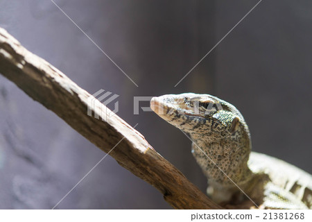 Nile lizard 21381268