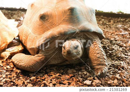 Giant tortoise 21381269