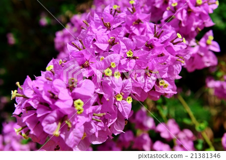 Holidays in Hawaii 21381346