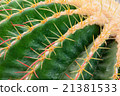 Thorn of cactus 21381533