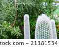 White cactus 21381534