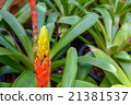 Single bromeliad 21381537